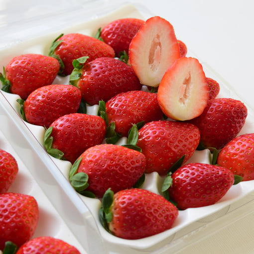 [과일꾼] 고당도 설향딸기 특품 700g (20~30구/1팩)