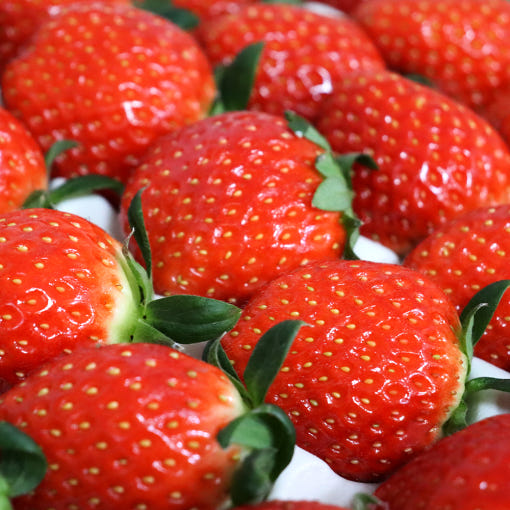 [과일꾼] 고당도 설향딸기 특품 700g (20~30구/1팩)