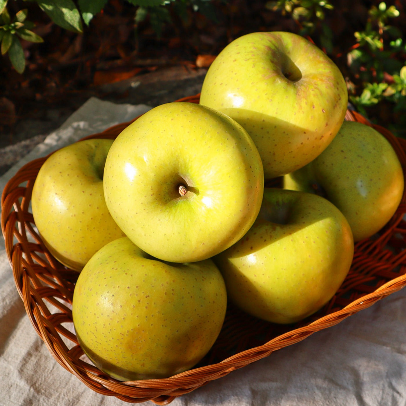 [지리산으뜸이네] 황금 사과 시나노골드 특품 9과 선물세트 (3kg)