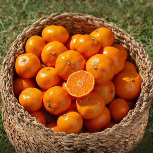 [대한민국농수산] 제주 감귤 4.5kg (로얄과/1박스)