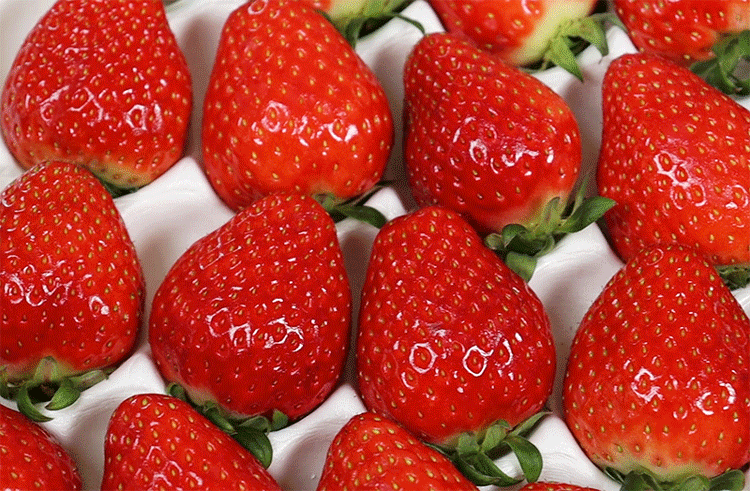 [과일꾼] 고당도 설향딸기 특품 700g (20~30구/1팩)