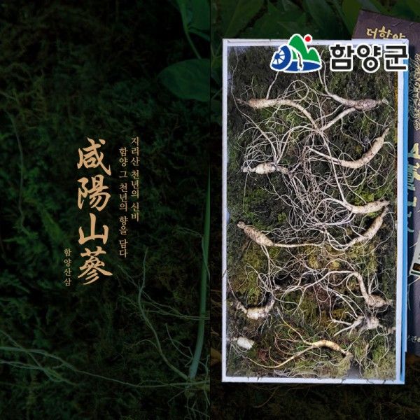 [함양시장] 지리산 함양천년지기 산양삼 5년근 10뿌리