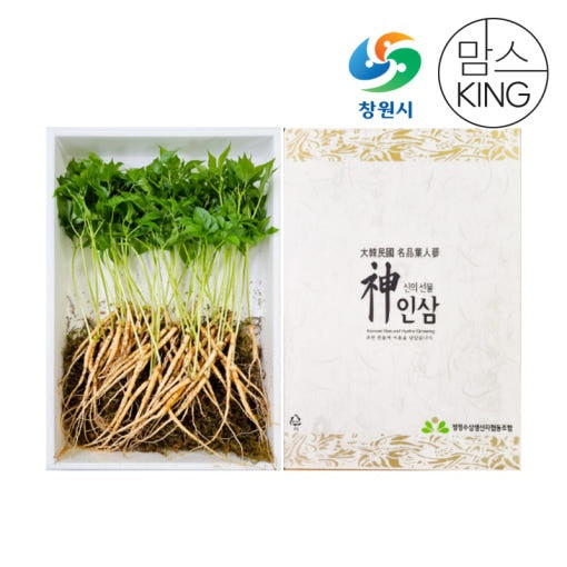 [잎인삼파크] 새싹삼 100뿌리 선물세트 (대사이즈/ 24cm이상)