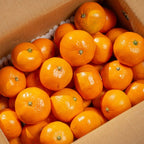 [대한민국농수산] 제주 감귤 4.5kg (로얄과/1박스)