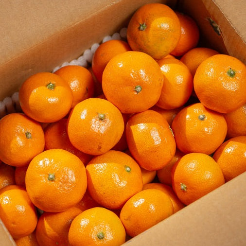 [대한민국농수산] 제주 감귤 4.5kg (로얄과/1박스)